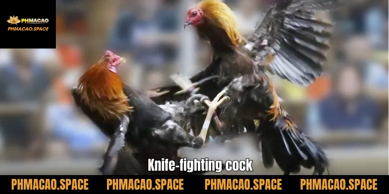 Knife-fighting cock
